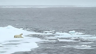 Polar Bear Project